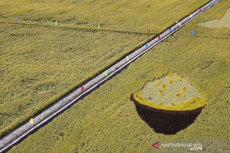 Hamparan sawah berpola unik di Kota Fujin China