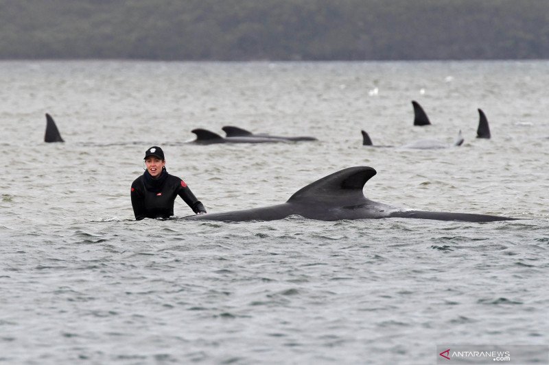 Ratusan paus pilot terdampar di Tasmania