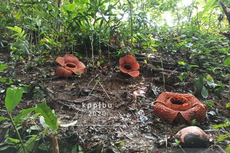 Tiga bunga Rafflesia kemumu mekar di Bengkulu Utara