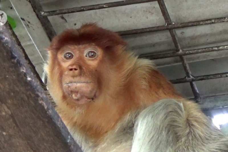 Kondisi bekantan korban tabrak lari berangsur membaik