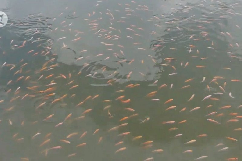 Permintaan benih ikan di Temanggung meningkat di masa pandemi