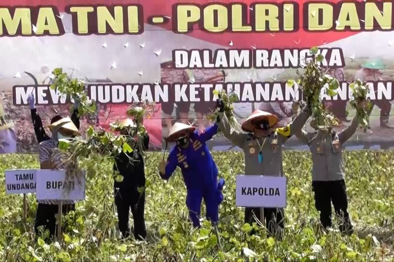 Demak bidik pengembangan ekspor kacang hijau