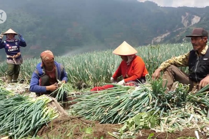 Kemarau, panen daun bawang di Batang meningkat 10 kali lipat