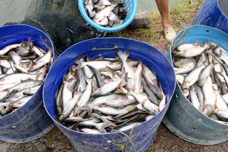 Kampung patin, desa mandiri melalui budidaya ikan