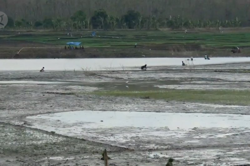 Air waduk surut, warga manfaatkan lahan waduk untuk bercocok tanam