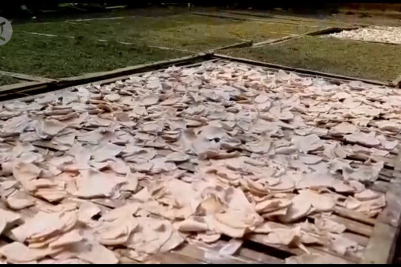 Talas Beneng jadi produk unggulan dari Kabupaten Pandeglang