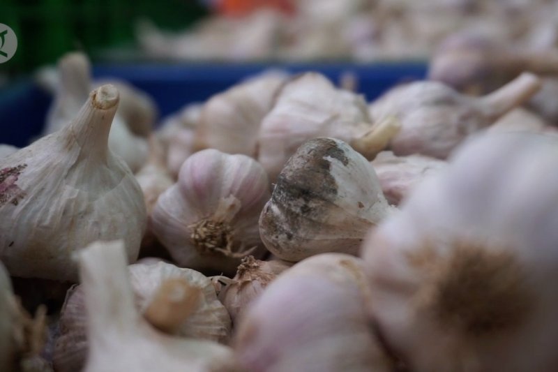 Targetkan swasembada, pemerintah genjot produksi bawang putih Di Batang