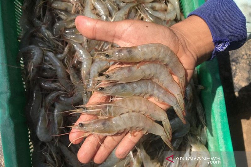 Indonesia dipersiapkan jadi pusat budi daya udang jerbung-putih dunia