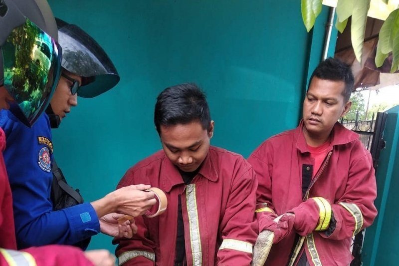 Termasuk evakuasi satwa, Damkar jambi tangani 77 kasus non-kebakaran
