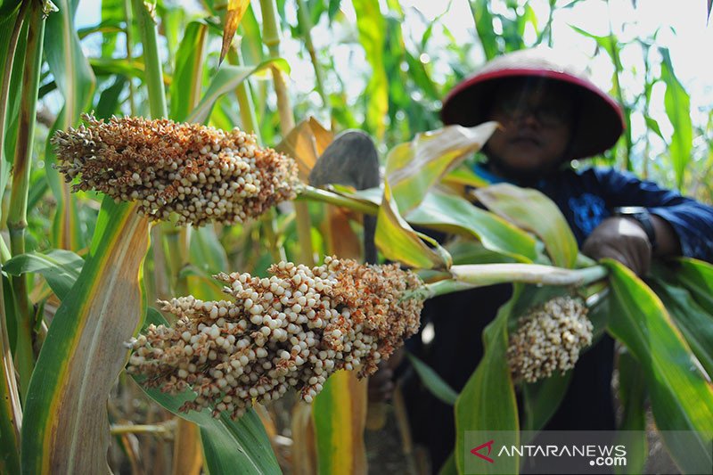 Pemerintah dorong peningkatan sektor pangan-pertanian mendukung PEN