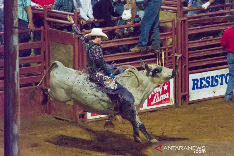 Kompetisi Rodeo di Texas