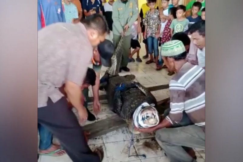 BKSDA Sultra evakuasi buaya tangkapan warga Konawe Selatan