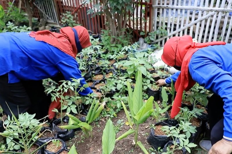 Peran KWT maksimalkan lahan, penguatan ketahanan pangan warga