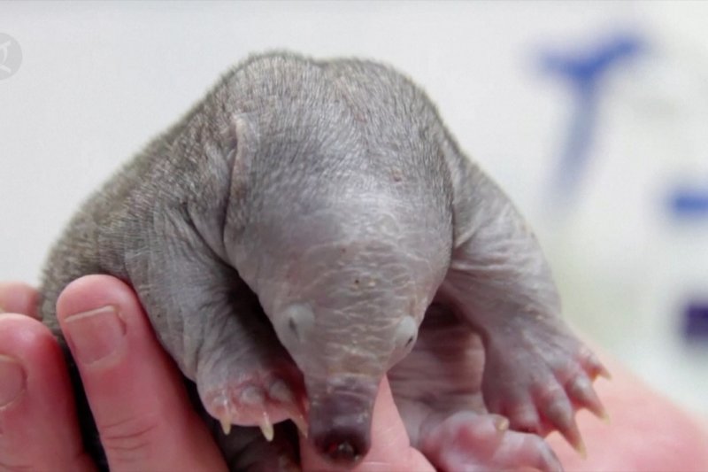 Bayi Ekidna yang terluka jalani perawatan di kebun binatang Sydney