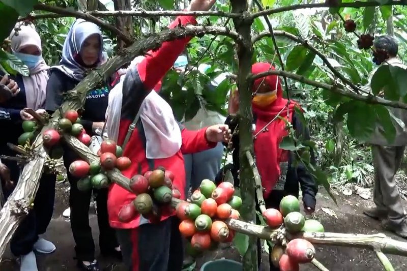Mencipta kopi wine agar bernilai jual tinggi