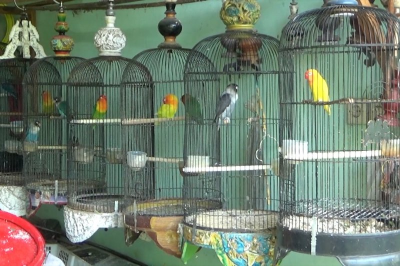 Pedagang burung pacu kreativitas penuhi kebutuhan dimasa pandemi