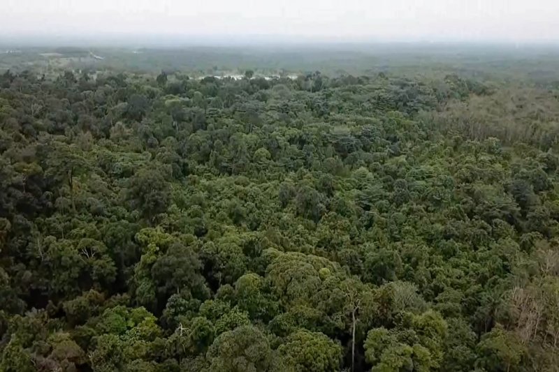 Upaya memperjuangkan hutan adat Suku Sakai