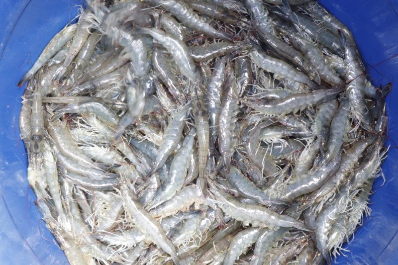 KKP dorong pembentukan korporasi pembudidayaan tambak udang