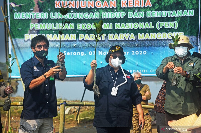 Penanaman Mangrove Padat Karya
