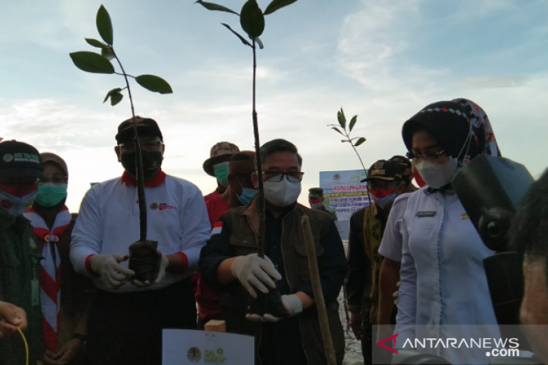 Wamen LHK: Realisasi padat karya penanaman mangrove capai 65 persen