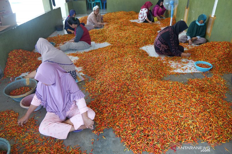 Harga cabai rawit merah di Gorontalo naik