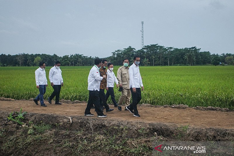 Tingkatkan SDM, Kementan adakan bimtek petani "food estate" Kalteng