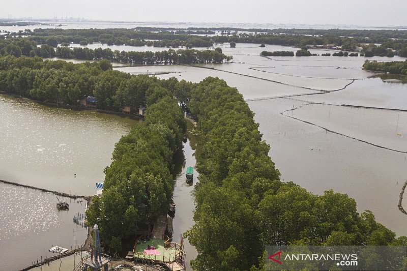 Wisata mangrove sungai Jingkem