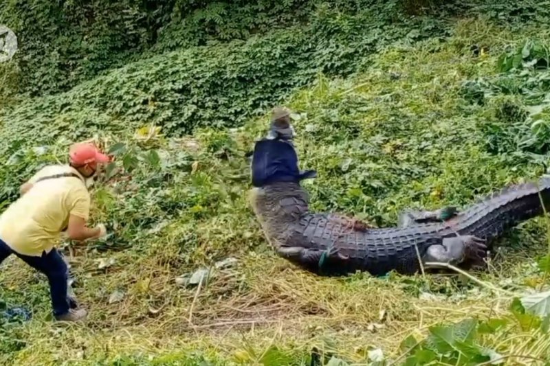 Petugas tangkap buaya jantan penyerang warga Sojol Donggala