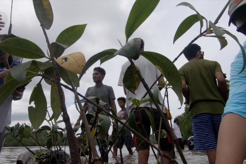 Aksi anak muda Gane Dalam tanam 100 bibit bakau