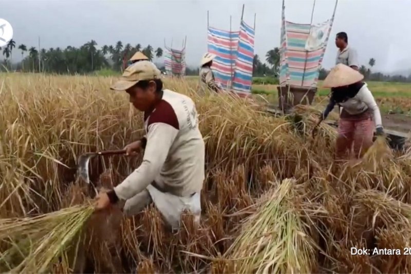 Sektor pertanian kembali tumbuh positif di tengah kontraksi ekonomi