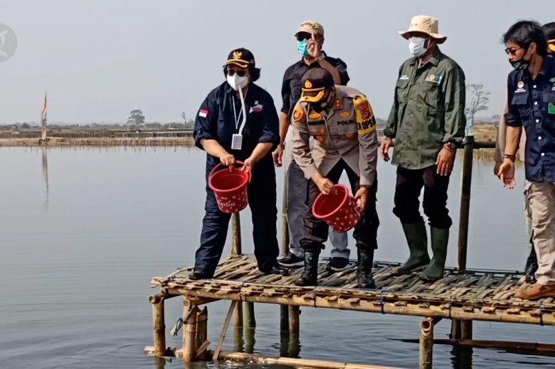 Menteri LHK tanam ribuan mangrove untuk rehabilitasi tambak warga