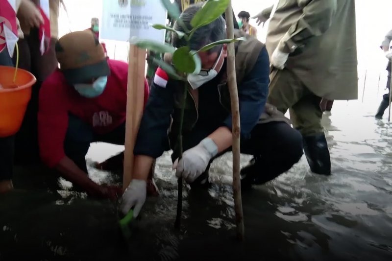 Wamen LHK: realisasi Padat Karya Penanaman Mangrove sudah 65%