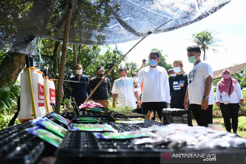 Sandiaga Uno bantu 10 ribu bibit lele bagi Poktan