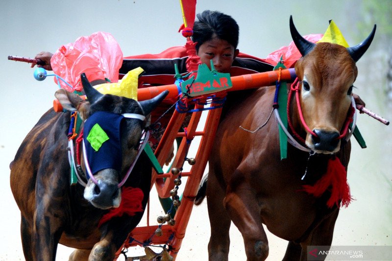 Melatih sapi karapan
