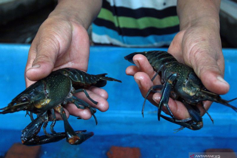 China kembali lanjutkan karantina pelabuhan untuk lobster Australia