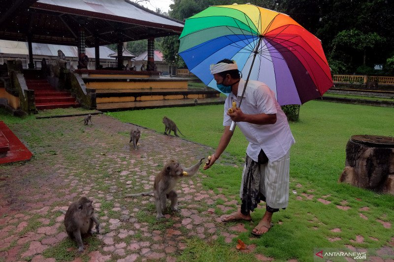 Upacara tumpek kandang di masa pandemi