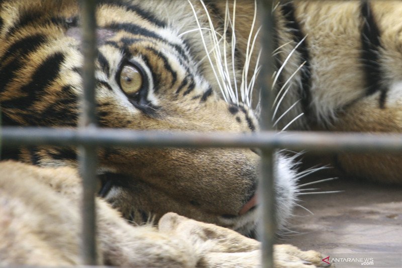 Harimau kembali masuk ladang warga Mukomuko
