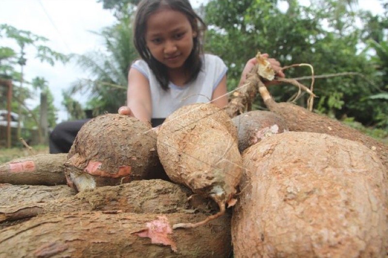 kebijakan-singkong-indonesia-industri-tumbuh-petani-untung