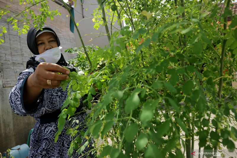 Kandungan daun kelor yang kaya akan nutrisi