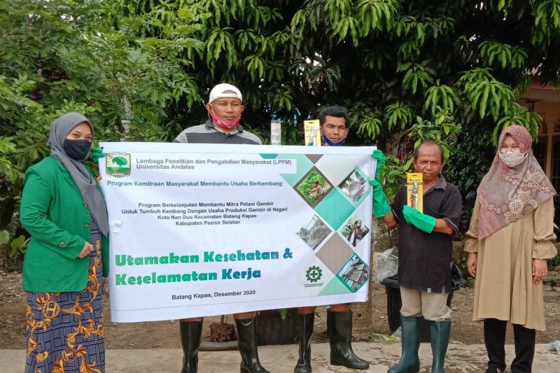 Unand bimbing petani gambir terapkan kesehatan dan keselamatan kerja