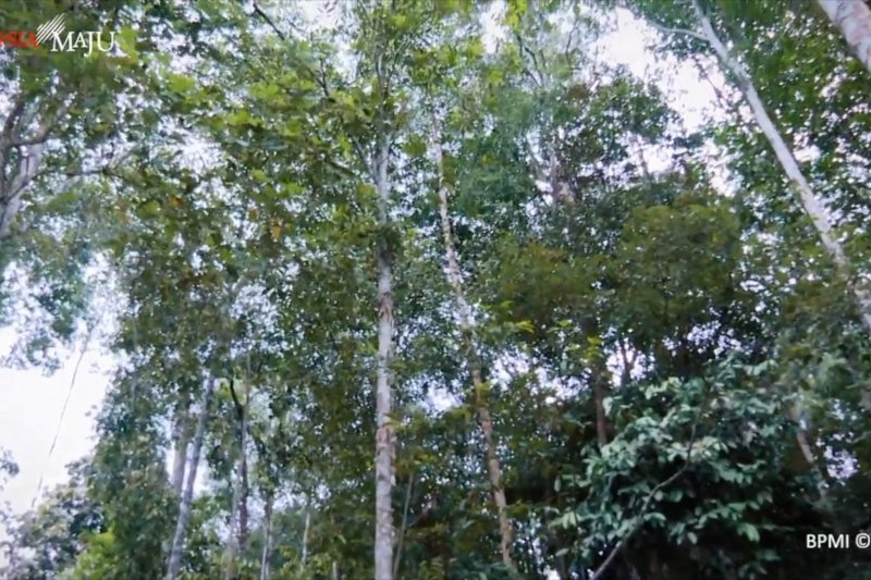 UU Ciptaker berikan hak kelola hutan kepada masyarakat penggarap hutan