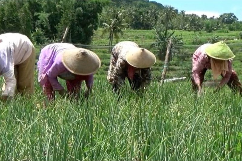 Agar petani di lahan kering Bantul bisa bercocok tanam sepanjang tahun
