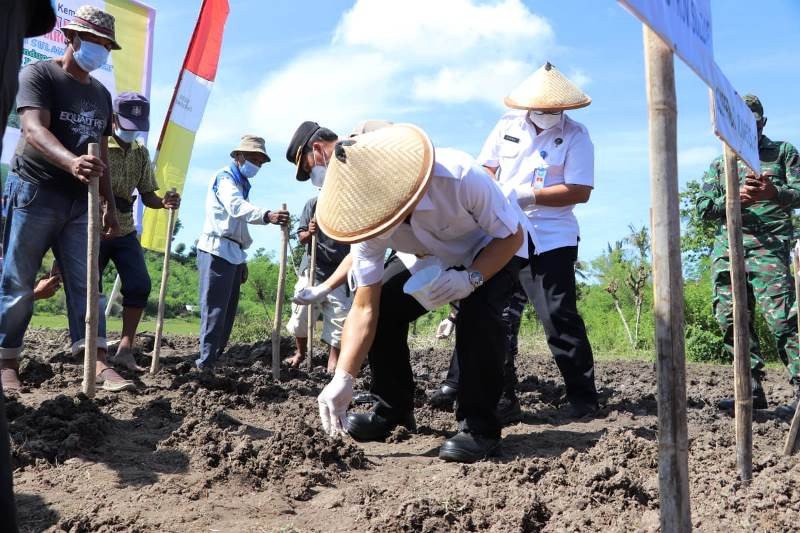 Gubernur Sulbar canangkan penanaman 30 hektare kedelai di Polewali Mandar