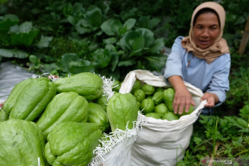 10-manfaat-labu-siam-dan-kandungan-gizinya-bagi-kesehatan-tubuh