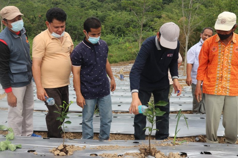 Tumbuhkan kedaulatan pangan, Muhammadiyah tanam sayuran di lahan wakaf