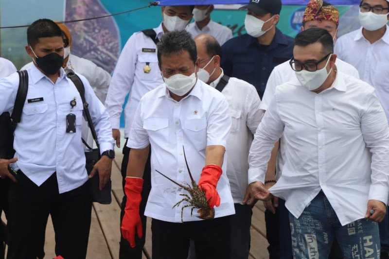 Menteri Kelautan akan "allout" kembangkan budidaya lobster domestik