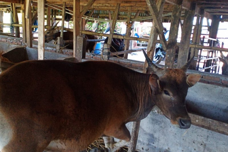Pedagang Sulsel alihkan distribusi sapi ke Pelabuhan Parepare pascagempa Sulbar