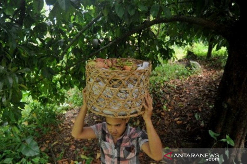 Produksi Manggis Di Padang