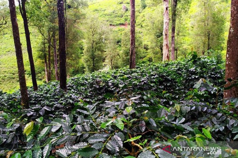 Mengembalikan kejayaan kopi Cianjur untuk mendunia