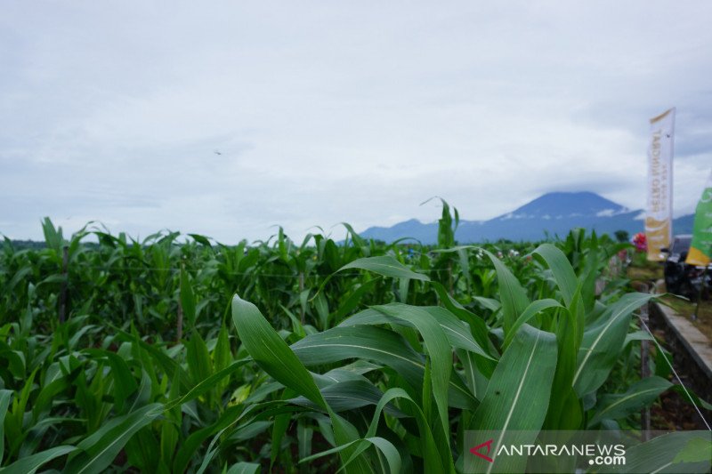NTB menargetkan produksi jagung tahun ini 2,6 ton